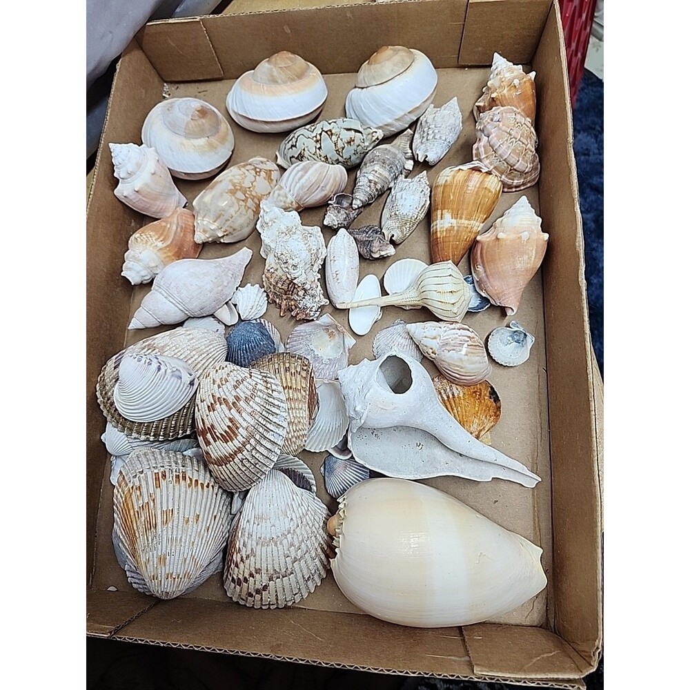 Large variety of sea shells, conch, snail, scallop and others